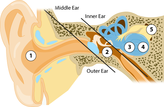 How Ears Works